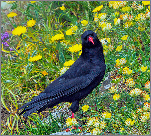 Chough (Pyrrhocorax pyrrhocorax), Anglesey, June 2013