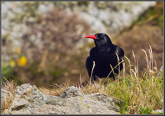 Chough, Anglesey, 03 July 2011