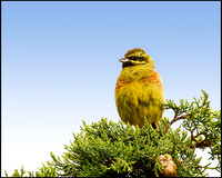 Cirl Bunting, Mallorca, May 2010