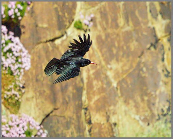 Chough (Pyrrhocorax pyrrhocorax), Anglesey, June 2013