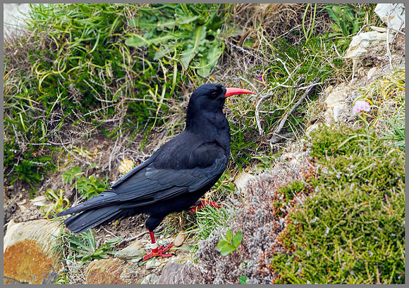 Chough (Pyrrhocorax pyrrhocorax), Anglesey, June 2013