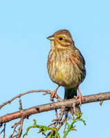 Cirl Bunting - Emberiza cirlus, Algarve, Portugal, May 2019