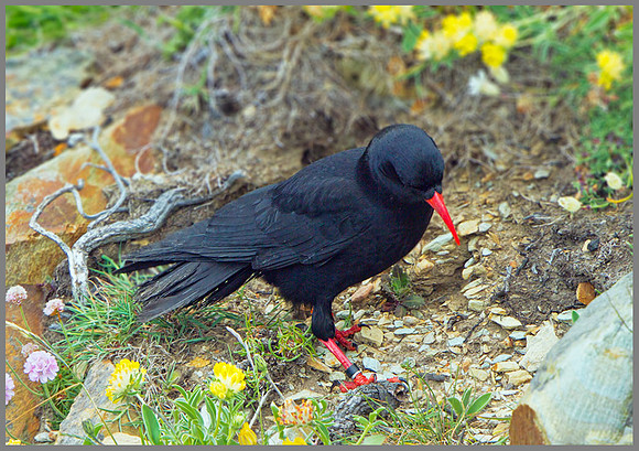 Chough (Pyrrhocorax pyrrhocorax), Anglesey, June 2013