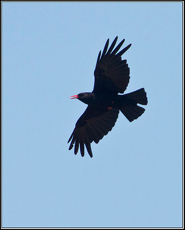 Chough, Anglesey, 03 July 2011