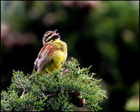 Cirl Bunting, Mallorca, May 2010