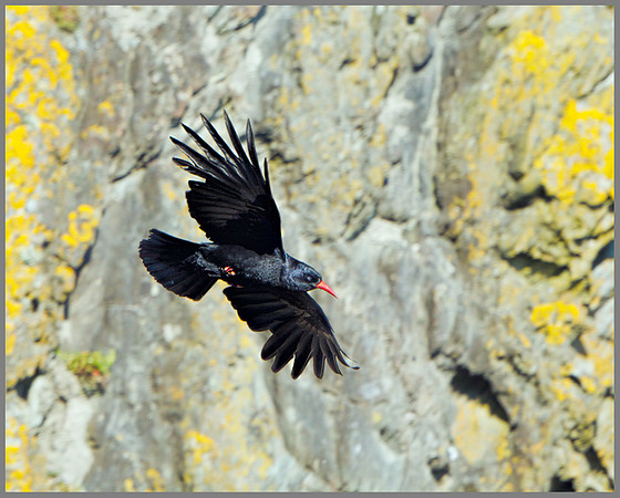 Chough (Pyrrhocorax pyrrhocorax), Anglesey, June 2013