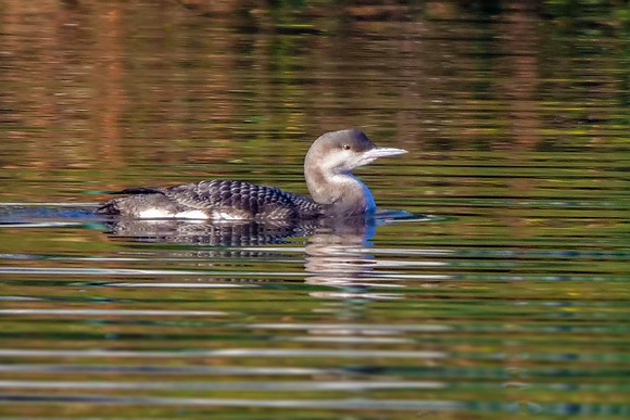 Black-throated Diver - Gavia arctica, Worcestershire,  December 2018