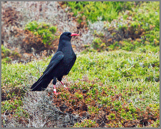 Chough (Pyrrhocorax pyrrhocorax), Anglesey, June 2013