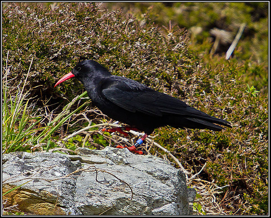 Chough, Anglesey, 12 May 2011