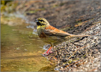 Cirl Bunting - Emberiza cirlus, Mallorca, May 2017