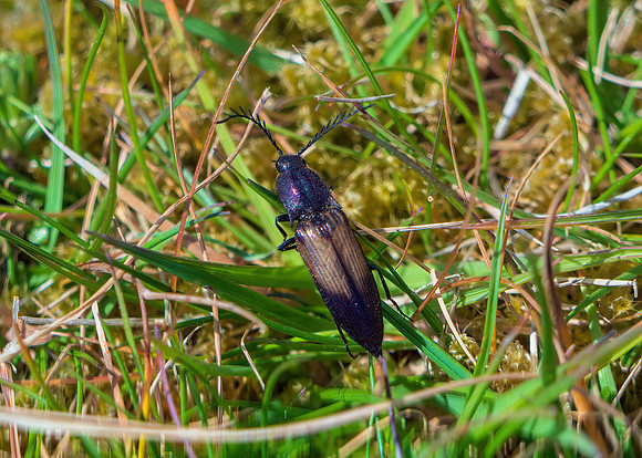 Click Beetle - Ctenicera cuprea, Shropshire, May 2020