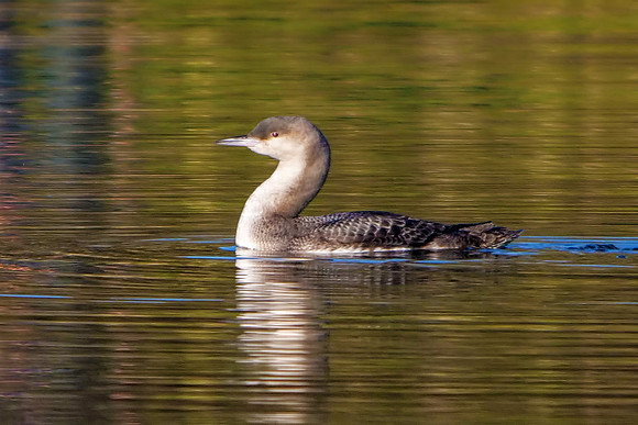Black-throated Diver - Gavia arctica, Worcestershire,  December 2018