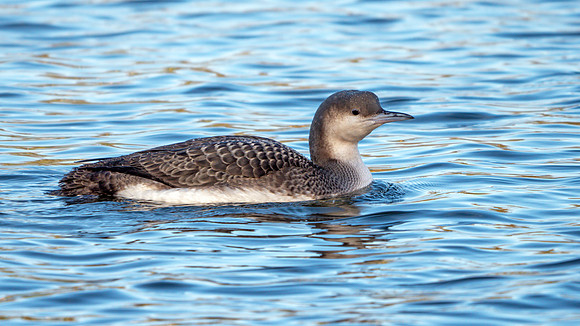 Black-throated Diver - Gavia arctica, Worcestershire, January 2019