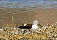 Black-winged Stilt, Mallorca, May 2010