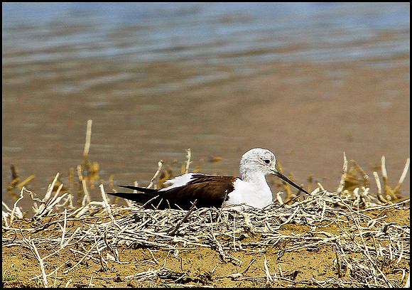 Black-winged Stilt, Mallorca, May 2010