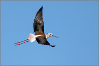 Black-winged Stilt - Himantopus himantopus, Mallorca, May 2017