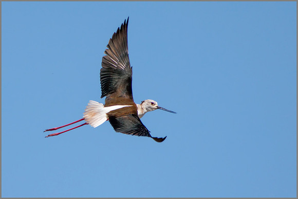 Black-winged Stilt - Himantopus himantopus, Mallorca, May 2017