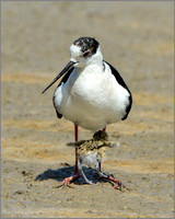 Male Black-winged Stilt (Himantopus himantopus) with Chick, Mallorca, May 2014