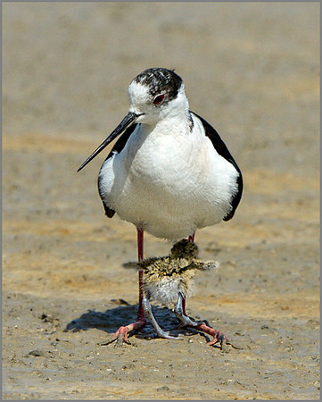 Male Black-winged Stilt (Himantopus himantopus) with Chick, Mallorca, May 2014