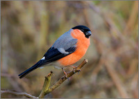 Male Bullfinch (Pyrrhula pyrrhula), Upton Warren NR, February 2016
