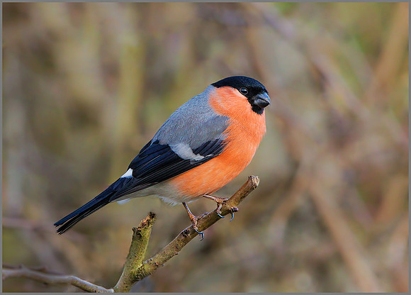 Male Bullfinch (Pyrrhula pyrrhula), Upton Warren NR, February 2016