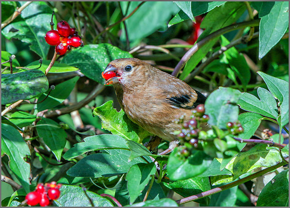 Juvenile Eurasian Bullfinch (Pyrrhula pyrrhula), Garden, September 2015