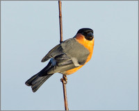 Male Bullfinch (Pyrrhula pyrrhula), Upton Warren, 03 December 2012
