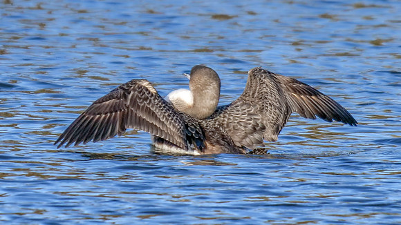 Black-throated Diver - Gavia arctica, Worcestershire, January 2019