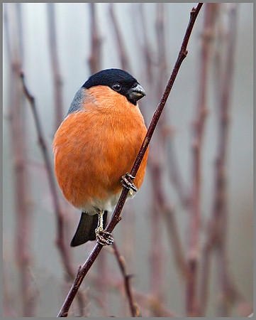 Male Bullfinch (Pyrrhula pyrrhula), Upton Warren, December 2012