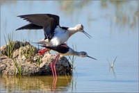 Black-winged Stilts - Himantopus himantopus, Mallorca, May 2017