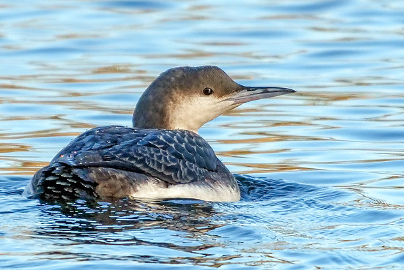 Black-throated Diver - Gavia arctica, Worcestershire, January 2019