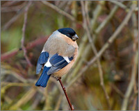 Bullfinch (female), Upton Warren Moors, January 2011