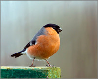 Male Bullfinch (Pyrrhula pyrrhula), Upton Warren, December 2012
