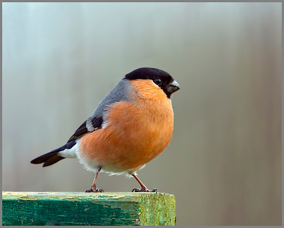 Male Bullfinch (Pyrrhula pyrrhula), Upton Warren, December 2012