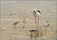 Female Black-winged Stilt (Himantopus himantopus) with Chicks, Mallorca, May 2014