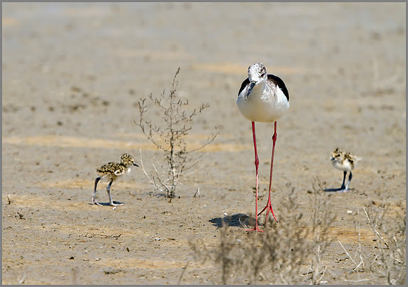 Female Black-winged Stilt (Himantopus himantopus) with Chicks, Mallorca, May 2014