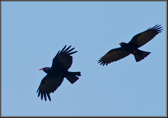 Chough, Anglesey, 03 July 2011