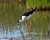 Male Black-winged Stilt (Himantopus himantopus), Mallorca, May 2014