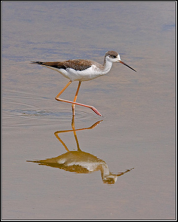 Juvenile Black-winged Stilt, Mallorca, September 2008