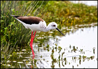 Black-winged Stilt, Mallorca, May 2010