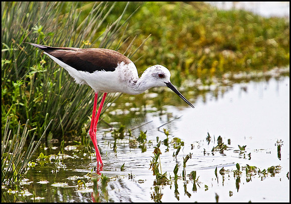 Black-winged Stilt, Mallorca, May 2010