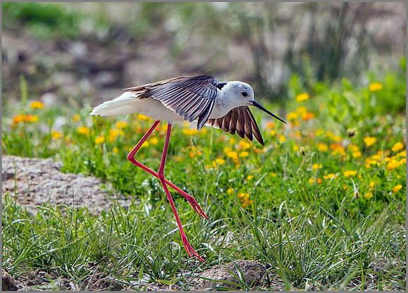 Black-winged Stilt (Himanttopus himantopus), Mallorca.     May 2015