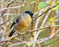 Female Bullfinch (Pyrrhula pyrrhula), Upton Warren, December 2012