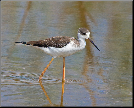 Juvenile Black-winged Stilt, Mallorca, September 2008