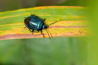 Blue Shieldbug