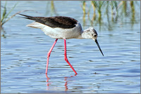 Black-winged Stilt (Himanttopus himantopus), Mallorca.     May 2015