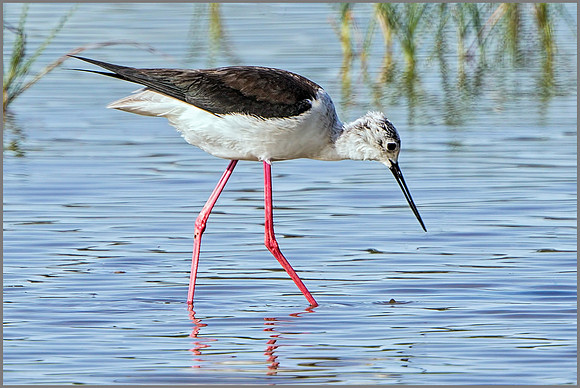 Black-winged Stilt (Himanttopus himantopus), Mallorca.     May 2015