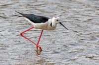 Black-winged Stilt, Algarve, Portugal, May 2018