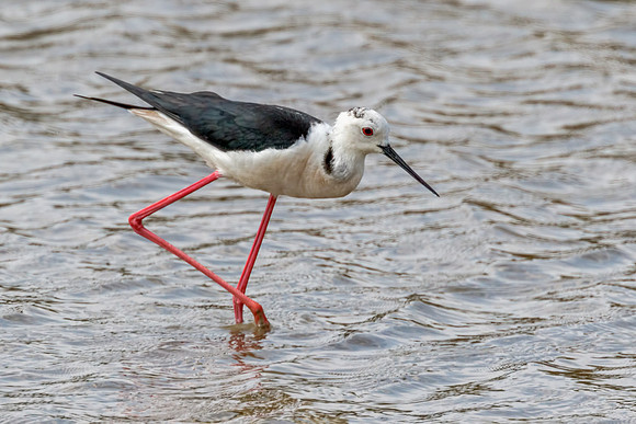 Black-winged Stilt, Algarve, Portugal, May 2018