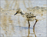 Black-winged Stilt Chick (Himantopus himantopus), Mallorca, May 2014